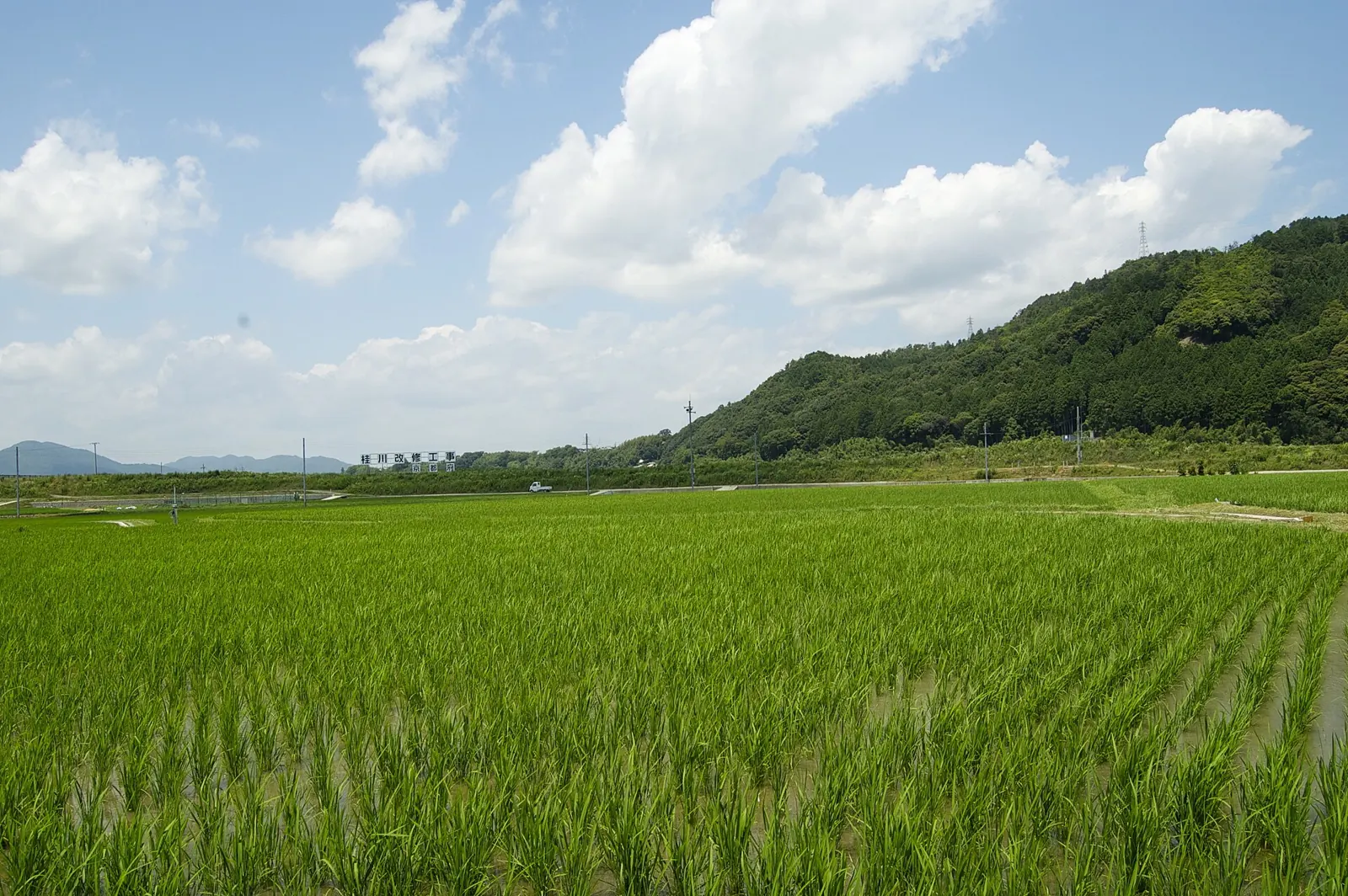 Rice fields in the Japanese countryside